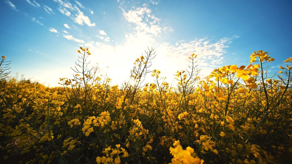 NACOL RAPESEED BASED