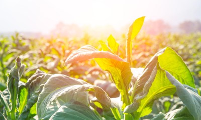 Fertilisers