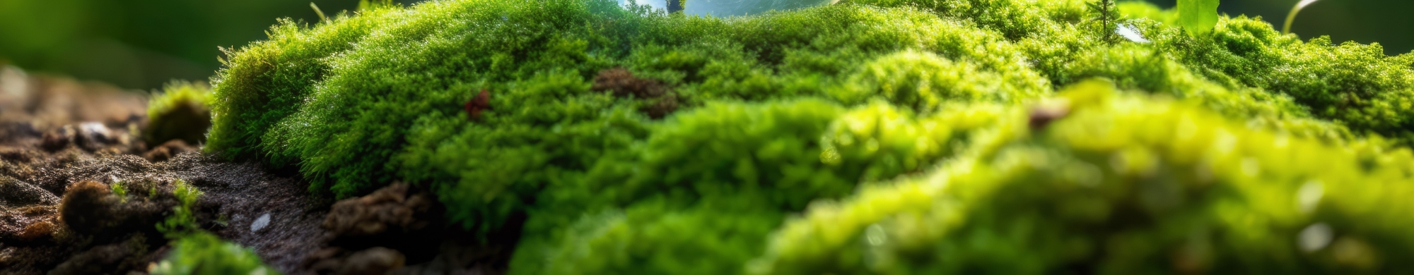 Sustainability