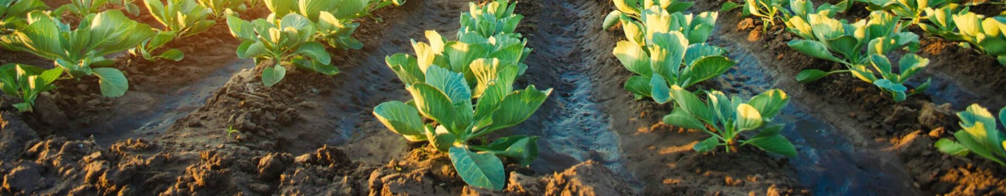 Agriculture